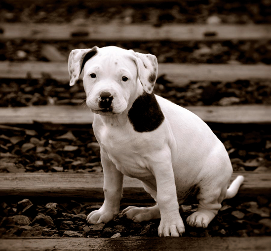 Animal and Wildlife Photography