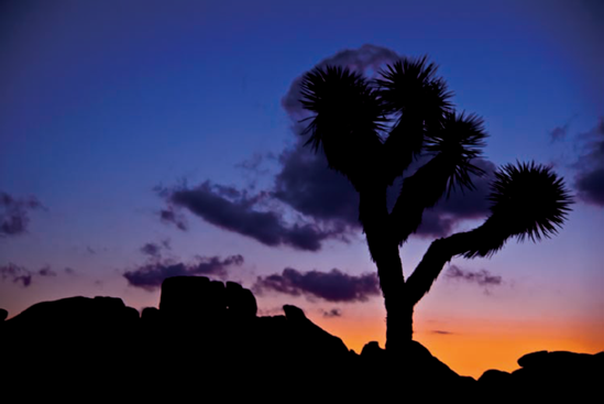 Landscape and Nature