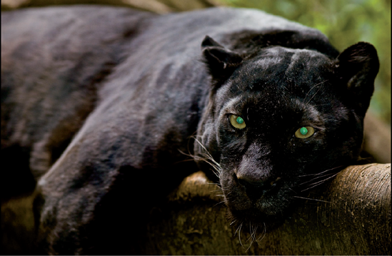 The Bronx Zoo