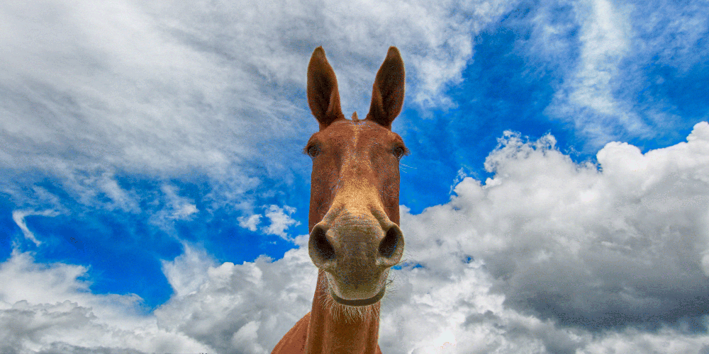 The photograph depicting a horse.