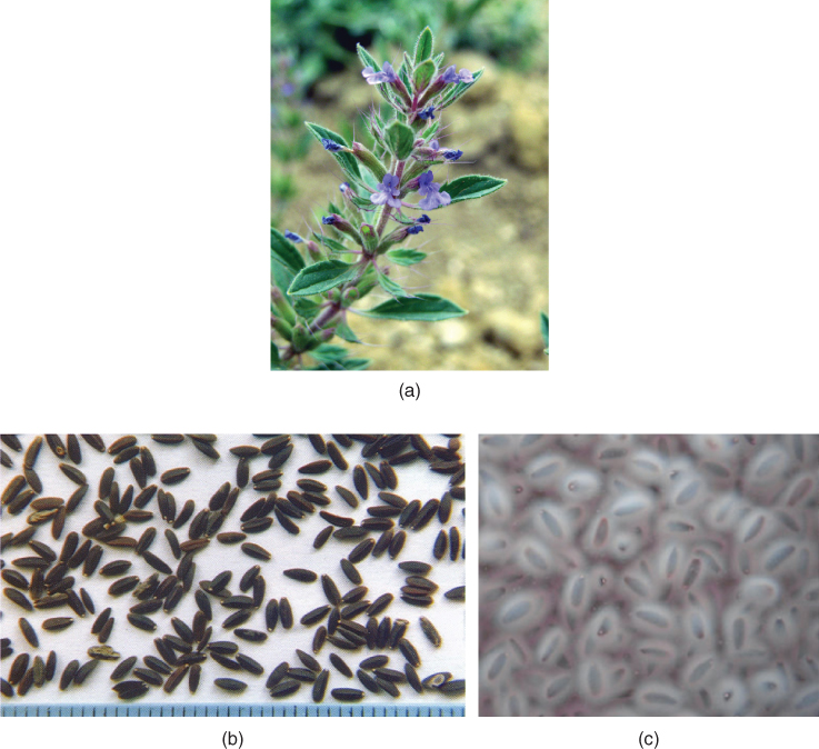 7 Balangu (Lallemantia royleana) Seed Gum - Emerging Natural ...