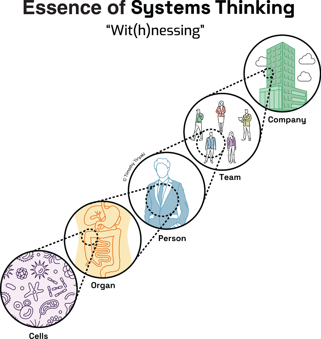 A diagram titled, Essence of Systems Thinking and Witnessing, illustrating an ascending hierarchy of complexity from Cells to Organ, Person, Team, and Company.