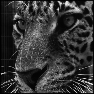 images
