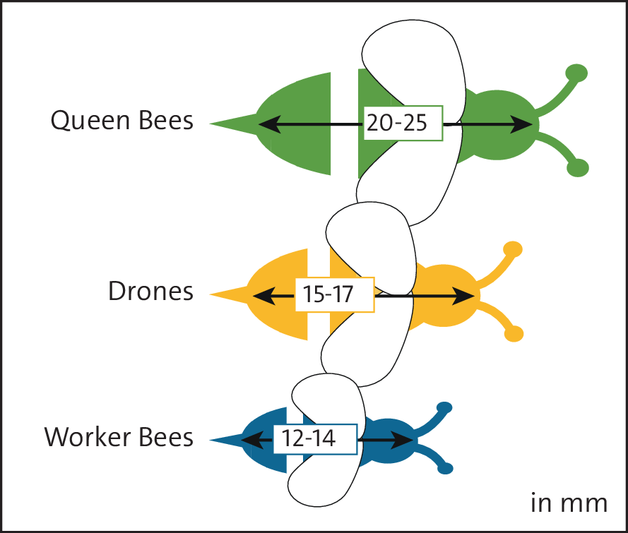 Classification of Bees