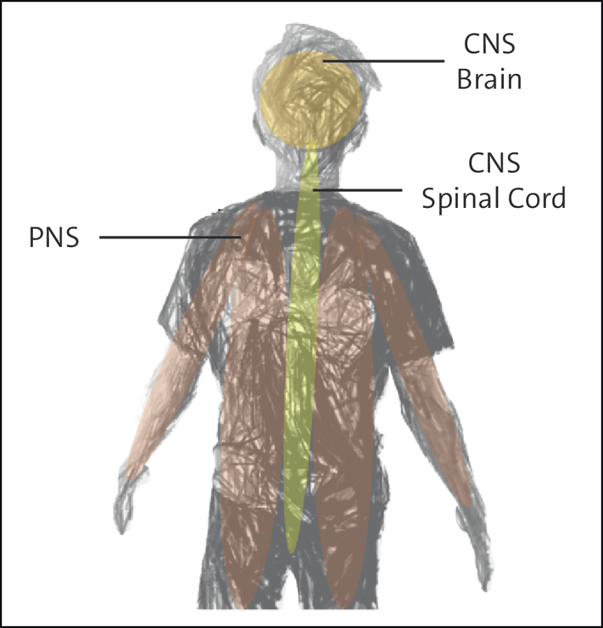 The Nervous System and Its Subsystems