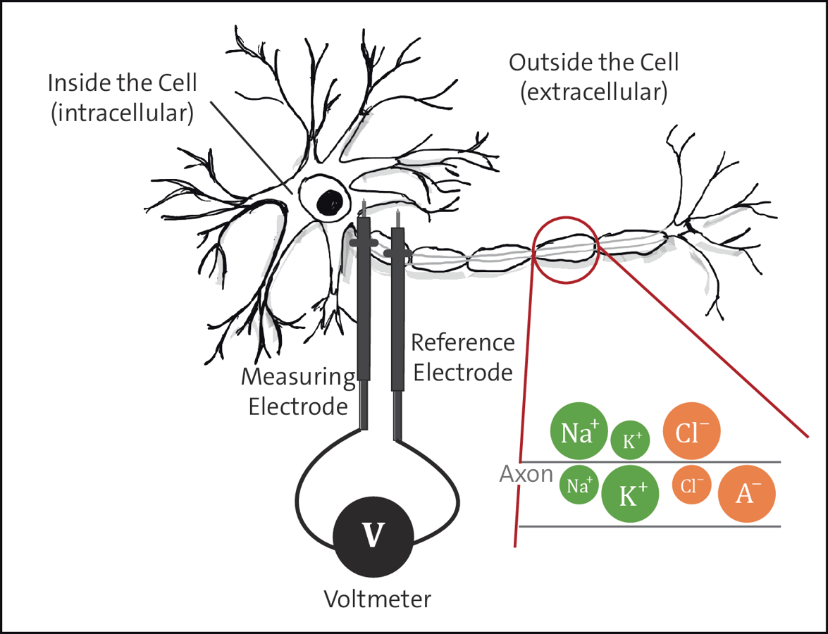 Measurement of the Membrane Potential Using Electrodes and a Voltmeter