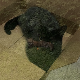 A mixture of cat and fox