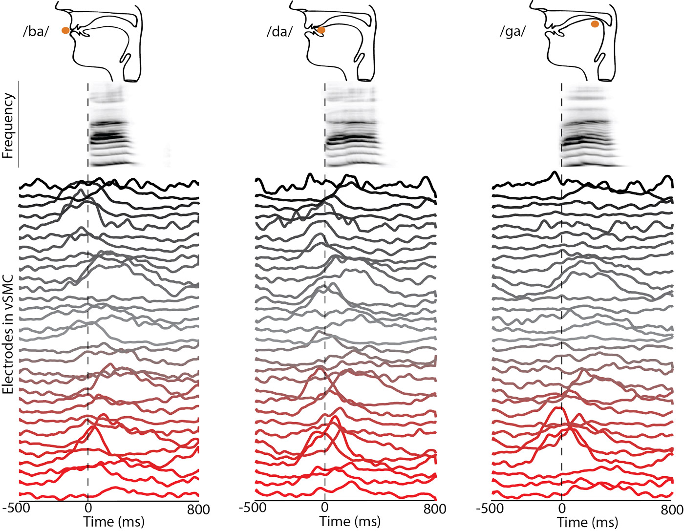 Neural recordings from the human cortical surface during the production of speech