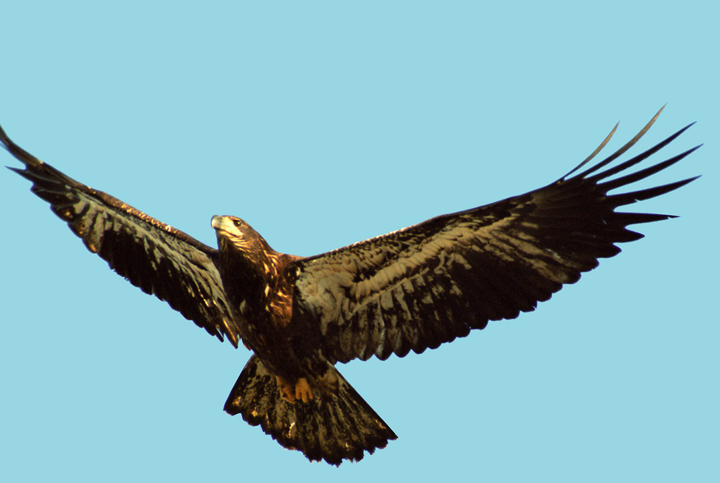 Newly Fledged Juvenile Bald Eagle
