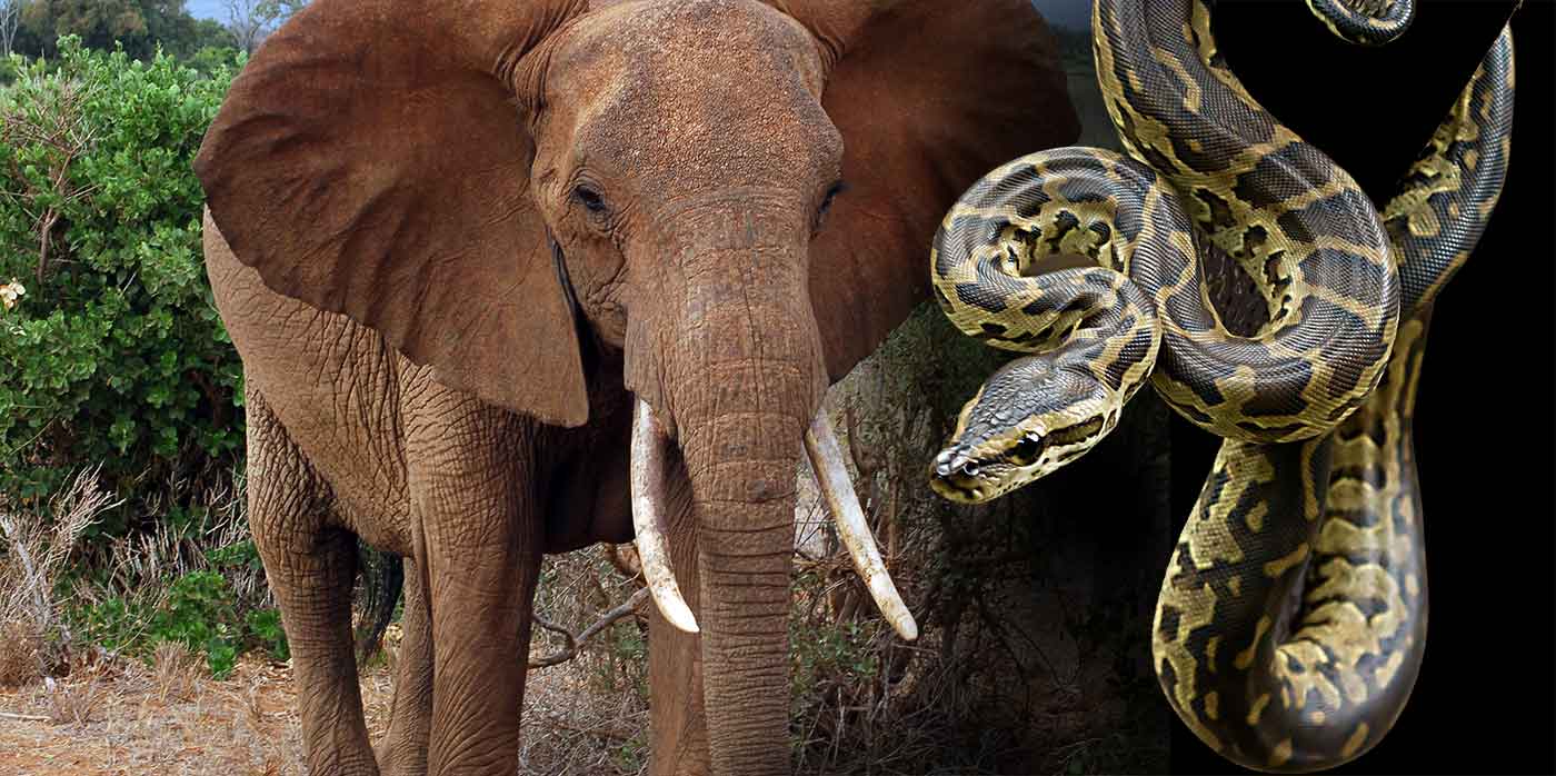 Elephant and python