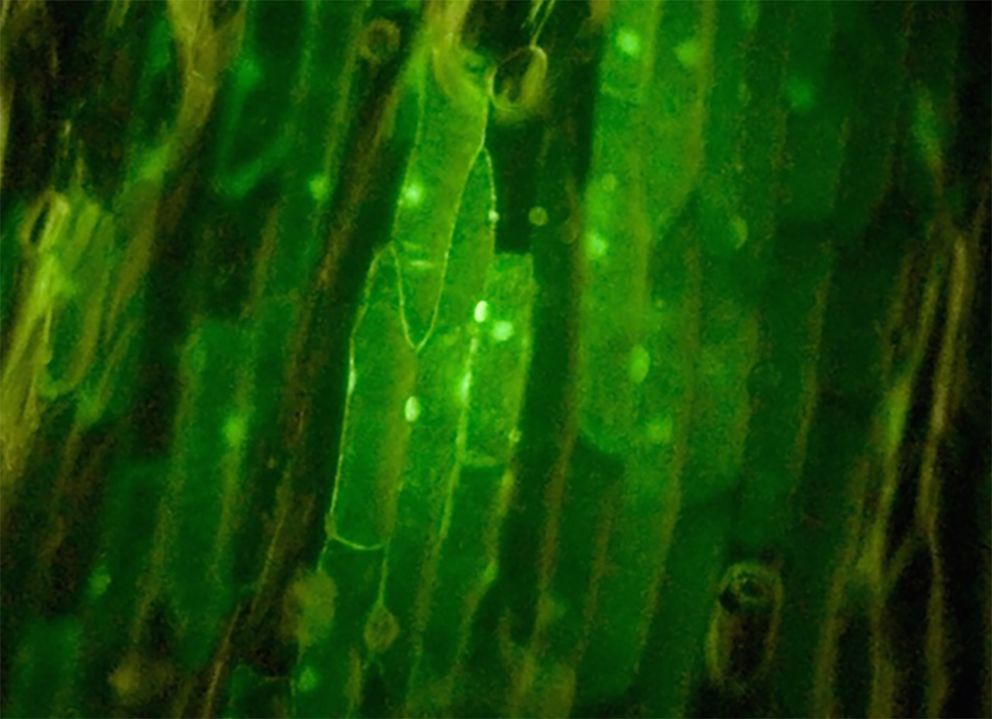 Cropped image showing GFP expression in onion cells.