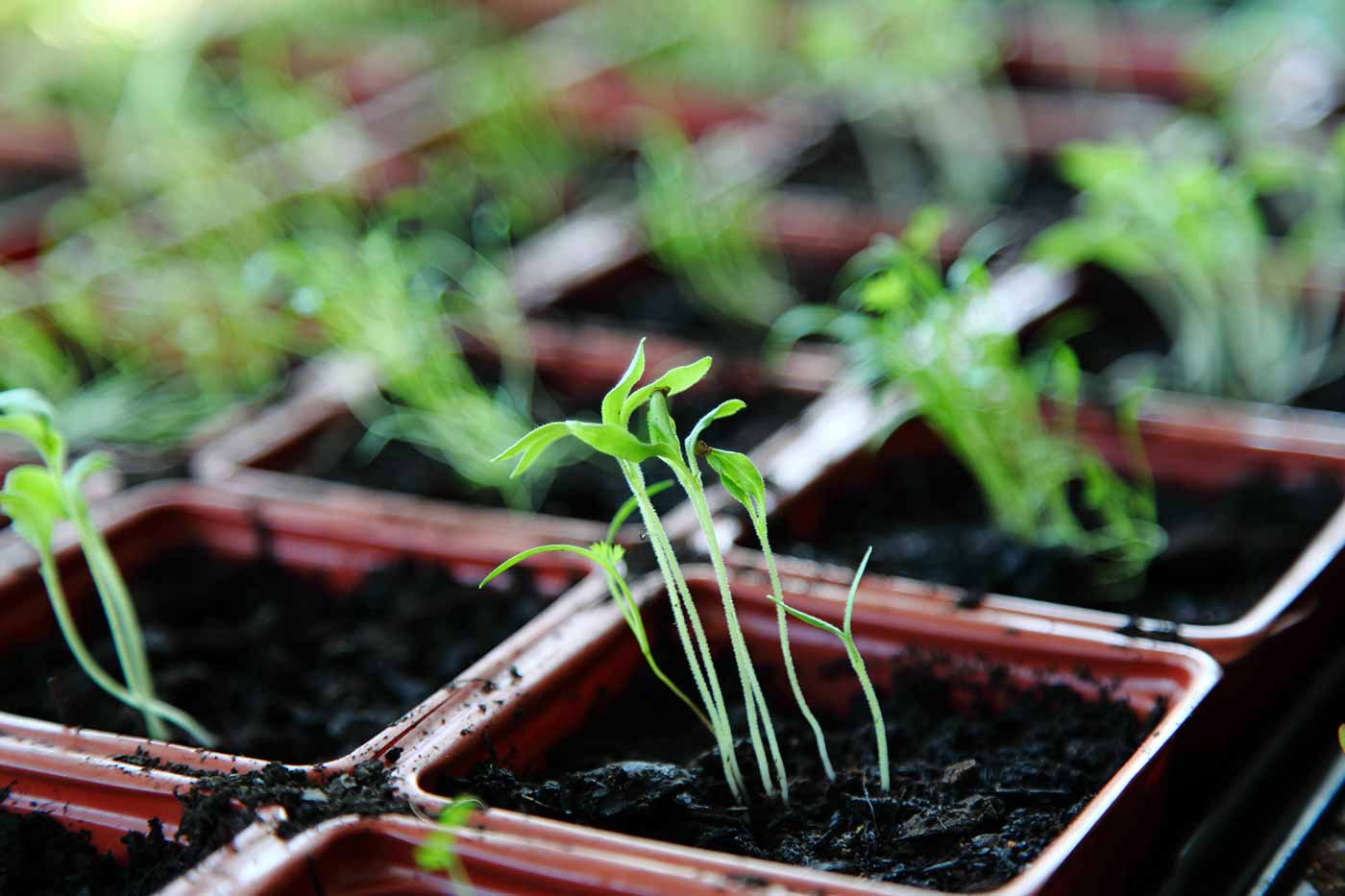 Plant seedlings