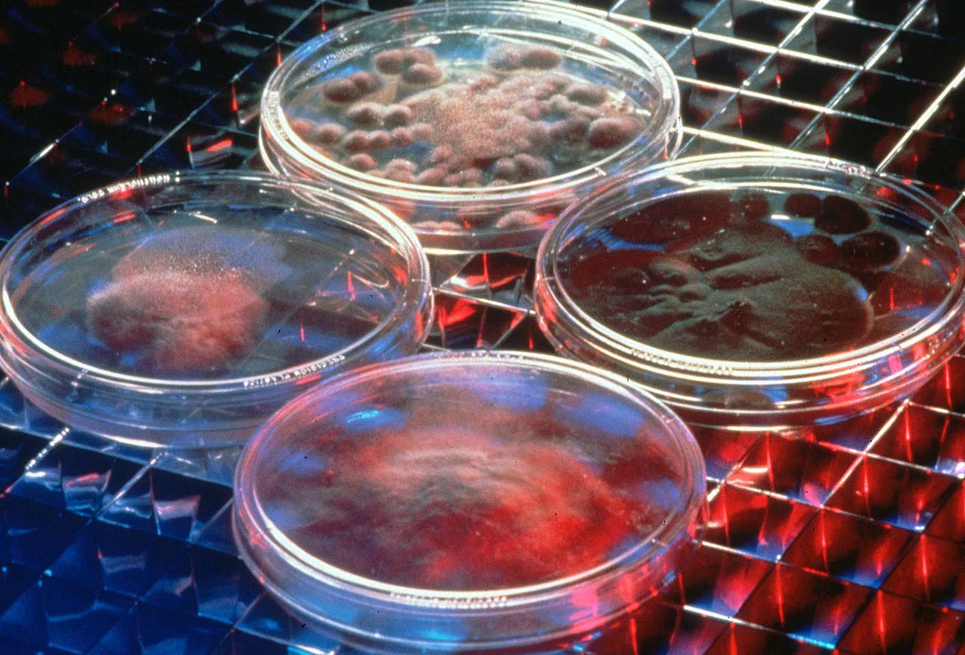 Pacific Northwest National Laboratory, petri dishes still retain a prominent place in laboratories today.