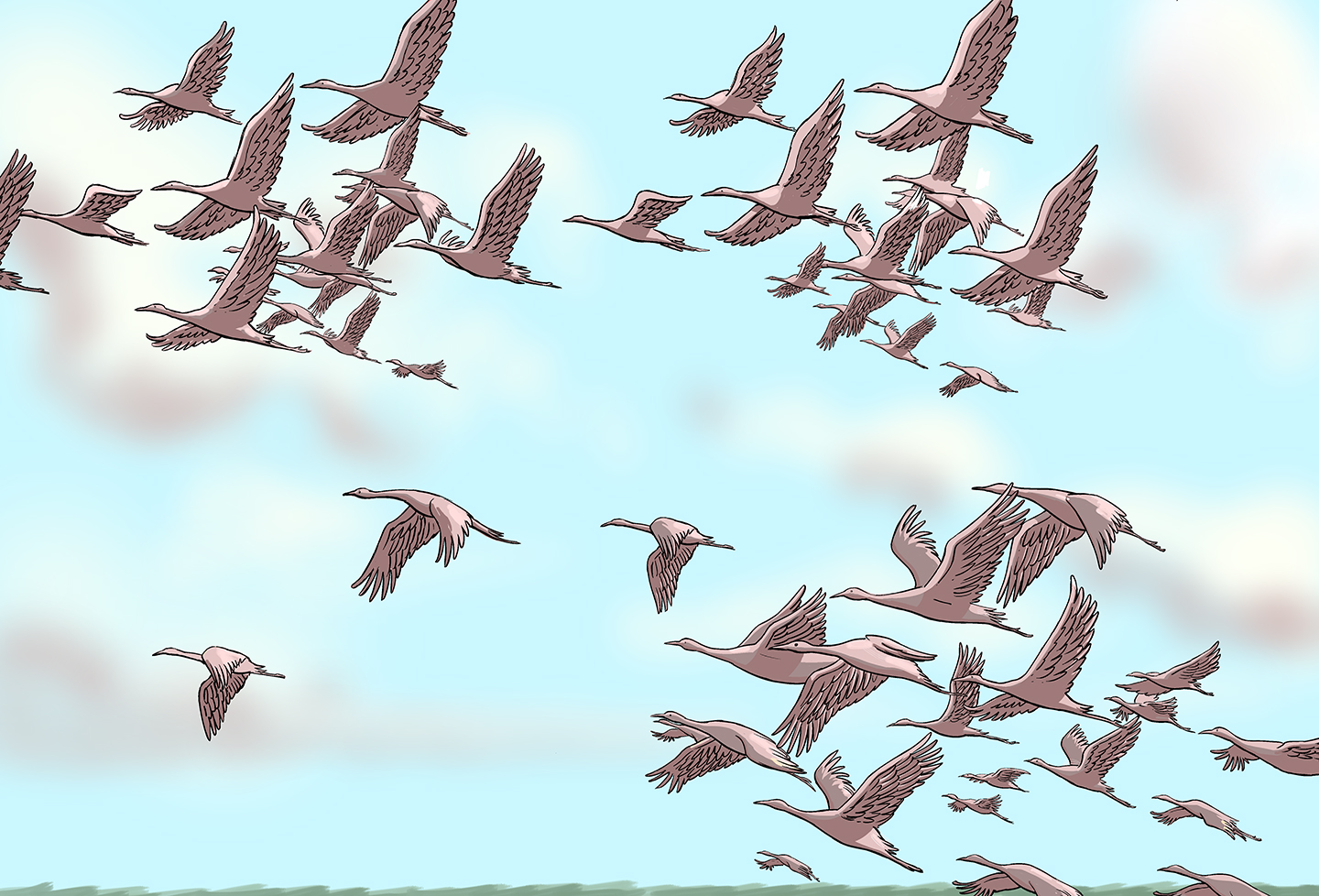 A sky full of cranes, this time grouped into three smaller flocks and several stragglers flying alone.