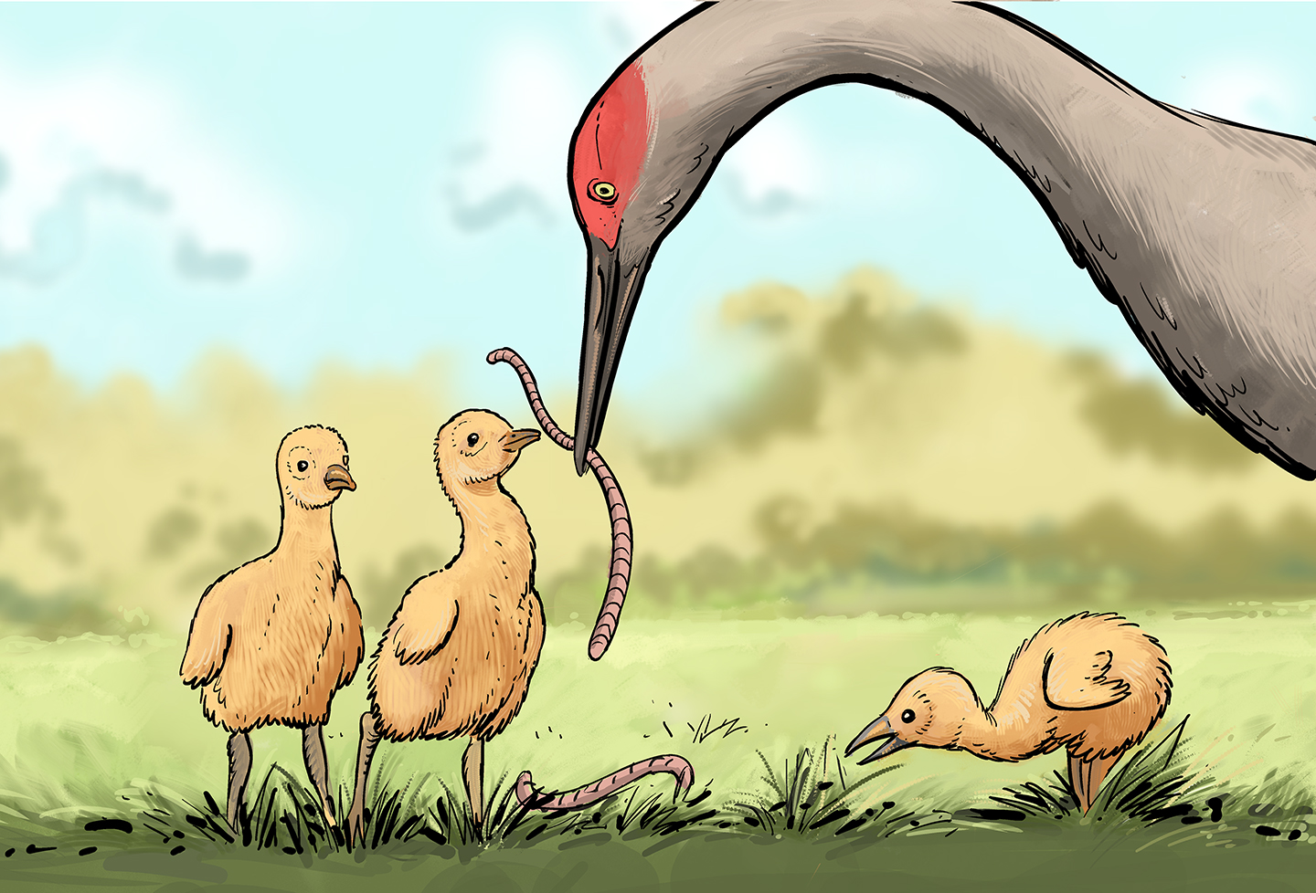 An adult crane distributes worms to three small chicks.