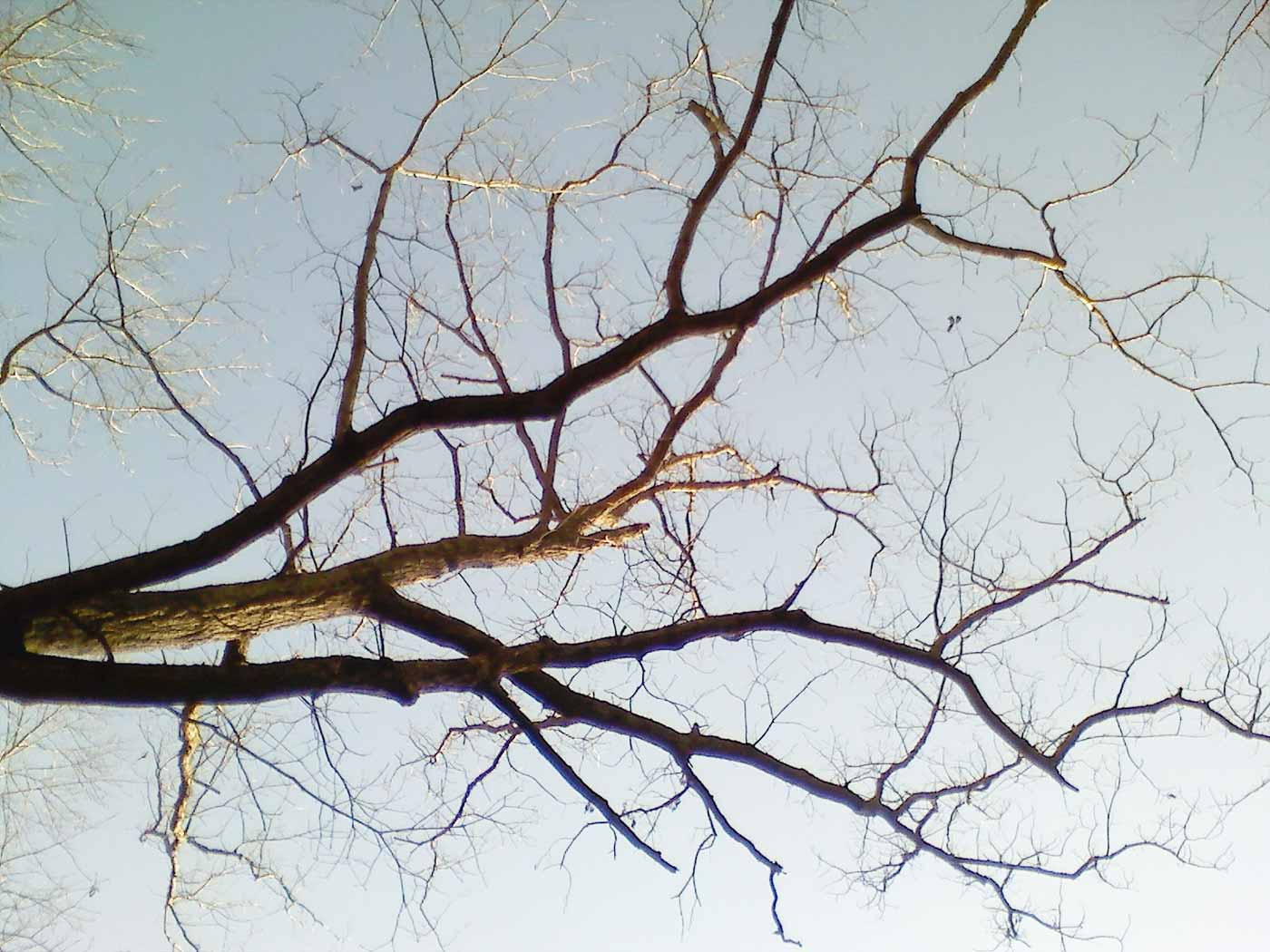 Neuron branches
