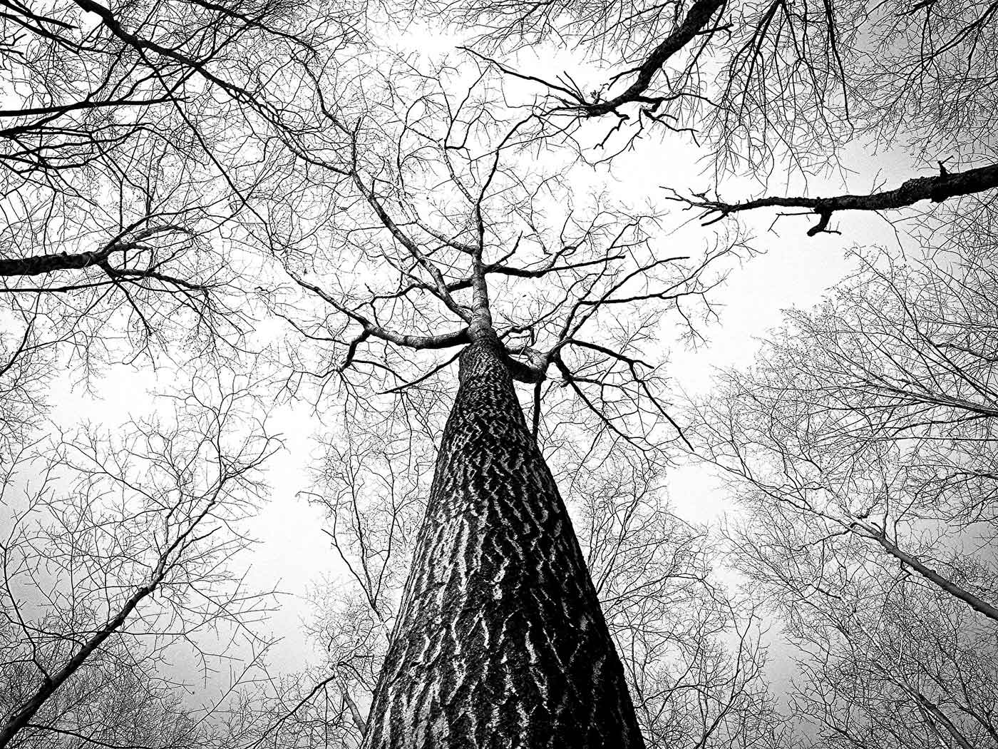 Big tree trunk and branches