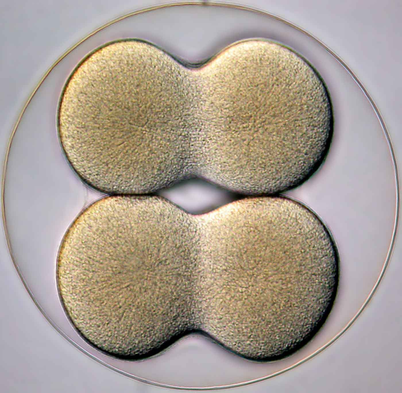 4-cell stage of a sea biscuit