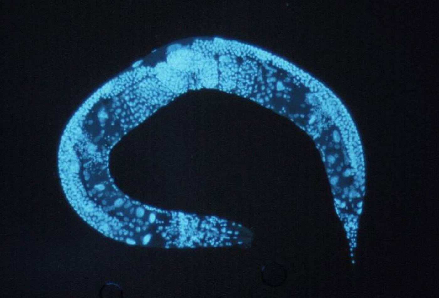 Enlarged C. elegans.