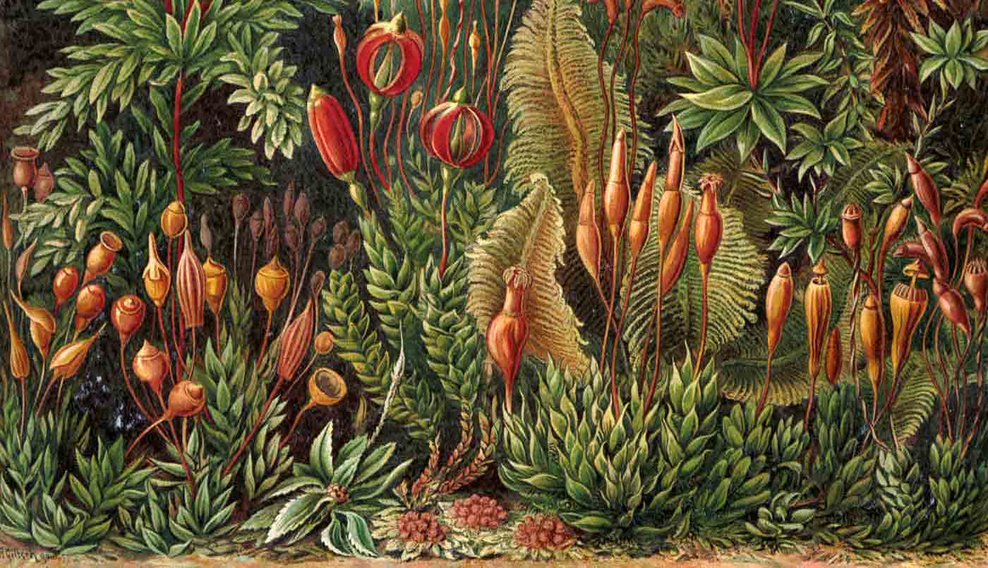 Art Forms in Nature, Plate 72 by Ernst Haeckel