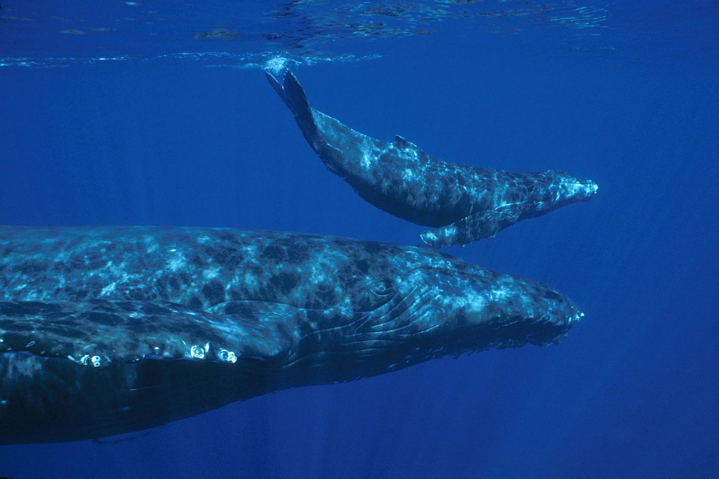 Mother humpback and calf