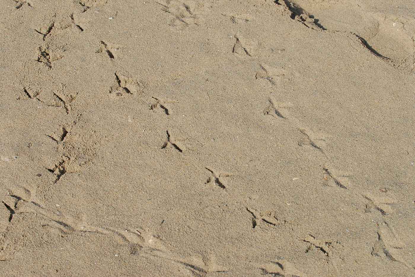 Tracks in sand