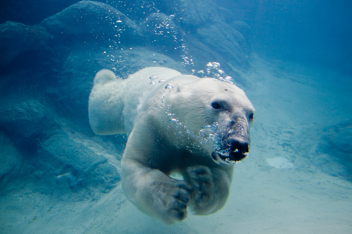 Polar bear swimming in zoo