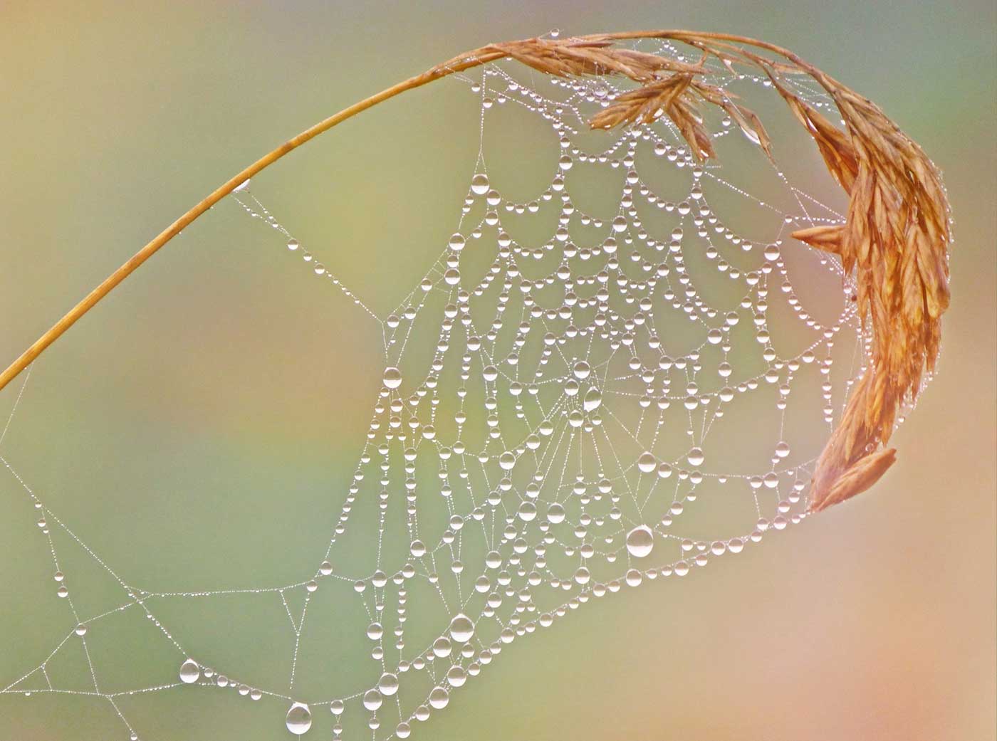 Spider web with drew drops