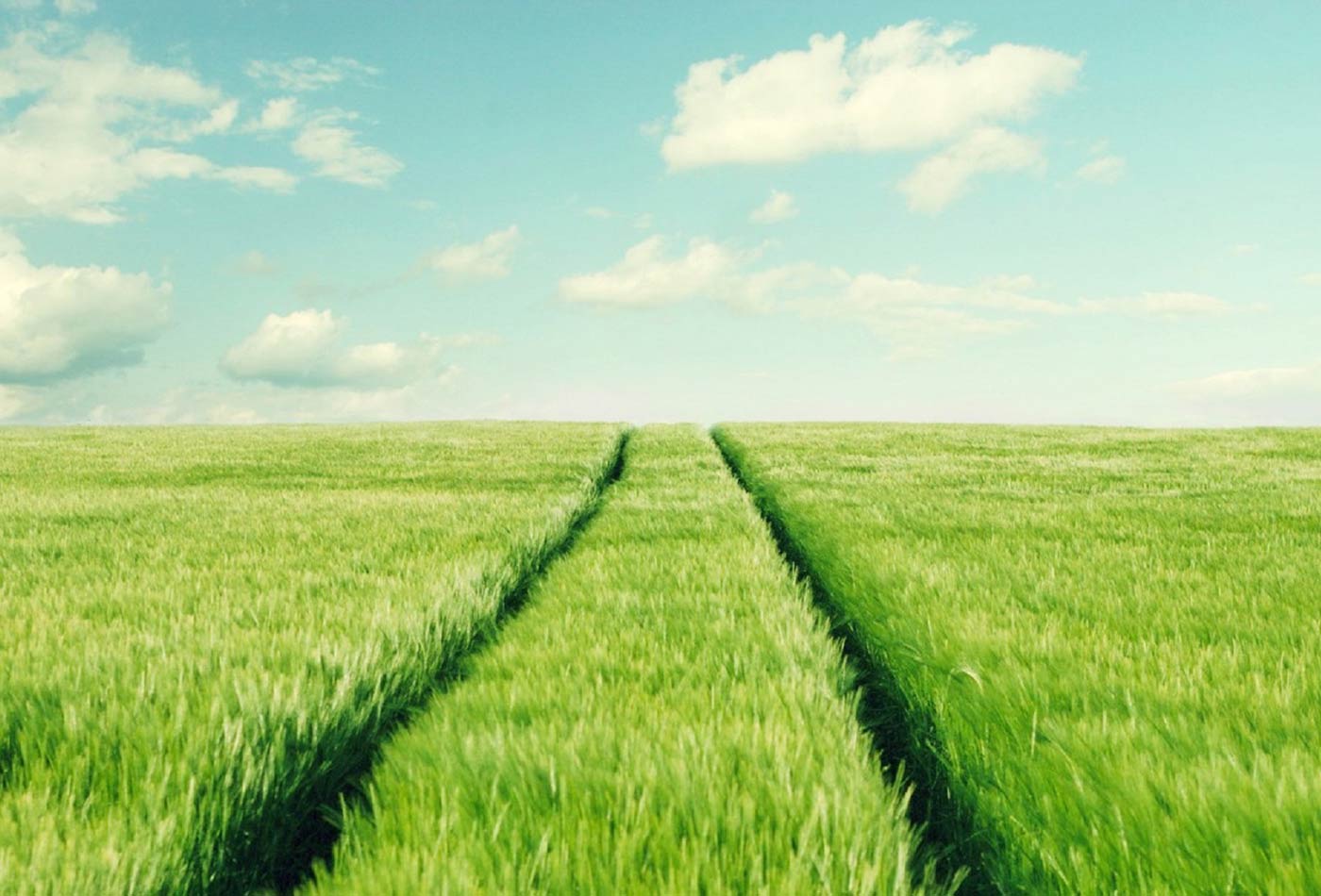 Green meadow paths.