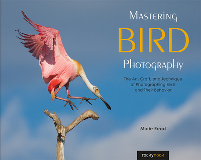 How to Photograph Birds And Bird Behavior: Expert Tips Revealed