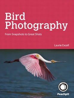 Bird Photography: From Snapshots to Great Shots