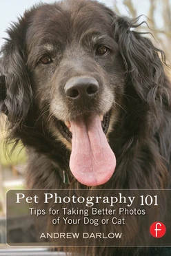 Pet Photography 101